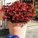 Бегонiя Big F1 Red Bronze Leaf BigRBL фото 1