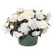 Бегонiя клубневая Nonstop Mocca F1 White pro-begklunonmocf1whi-500 фото 2