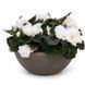 Бегонiя клубневая Nonstop Mocca F1 White pro-begklunonmocf1whi-500 фото 1
