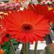 Гербера Colorbloom Deep Orange Dark Eye pro-gercoldeeoradareye-100 фото 2