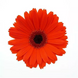 Гербера Colorbloom Deep Orange Dark Eye pro-gercoldeeoradareye-100 фото 3