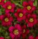 Камнеломка Highlander Red HighlanderRed фото 3