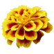 Тагетес Safari Yellow Fire SafariYellowFire фото 1