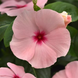 Вінка Titan-ium Apricot  pro-titaniumApricot-500 фото 1