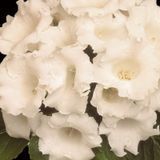 Глоксiнiя Avanti F1 White AvantiScarlet фото