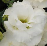 Eустома ABC F1 White 3 pro-ABCWhite3-100 фото