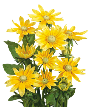 Рудбекия Prairie Sun pro-PrairieSun-500 фото