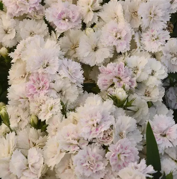 Гвоздика Dynasty White Blush pro-DynastyWhiteBlush-500 фото
