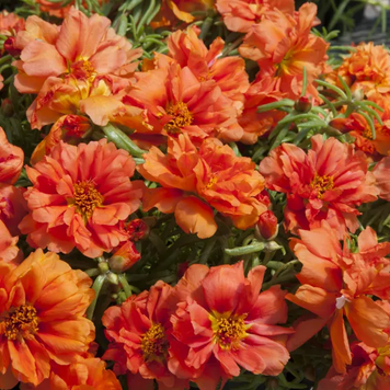 Портулак Sun Daze Orange pro-SunDazeOrange-1000dr фото