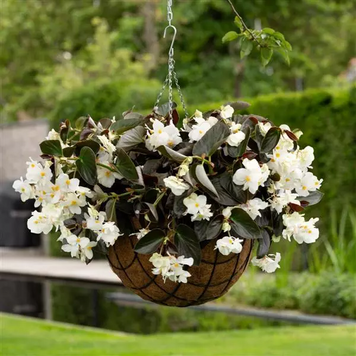 Бегонiя Dragon Wing F1 White Bronze Leaf New2027 dragonWingWhiteBronzLeaf-5 фото