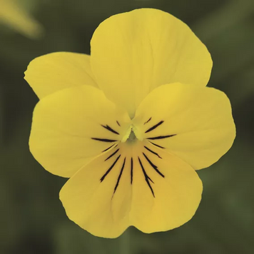 Вiола рогата Penny F1 Yellow pro-PennyYello-1000 фото
