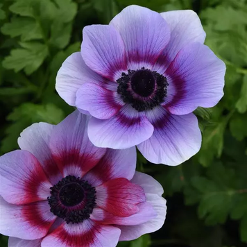 Анемона Mona Lisa Wine White pro-anemonliswinwhi-1000 фото