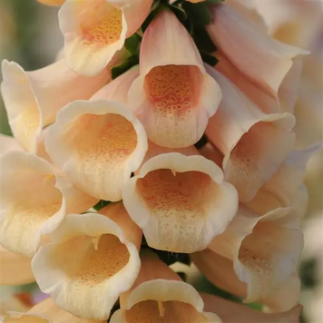 Наперстянка Dalmatian Peach pro-napdalpea-500 фото