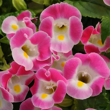Торенiя Kauai Rose pro-torkauros-1000 фото