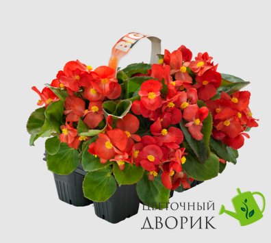 Бегония Big F1 Red Green Leaf pro-begbigf1redgrelea-500 фото