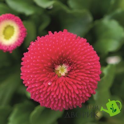Маргаритка Tasso Deep Rose TassoDeepRose фото