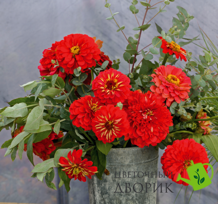 Циннія Benary's Giant Scarlet pro-Benary'sGiantScarlet-500 фото
