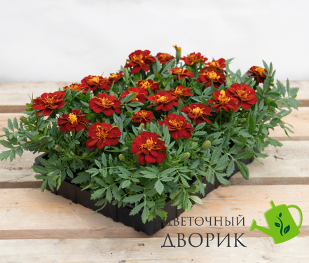 Тагетес Safari Red pro-SafariRed-1000 фото