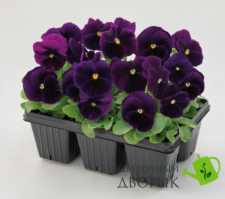 Вiола Inspire Plus F1 Violet pro-InspirePlusViolet-500 фото