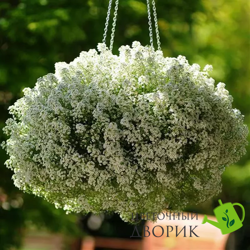 Алиссум Clear Crystal White pro-alisccw-1000s фото