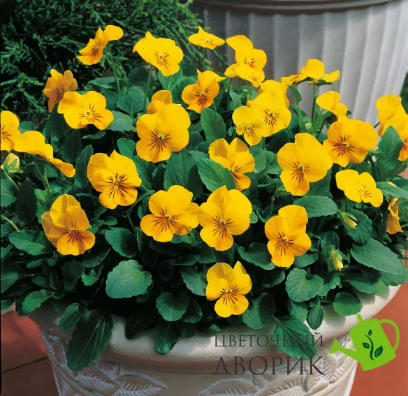 Вiола рогата Penny F1 Yellow pro-PennyYello-1000 фото