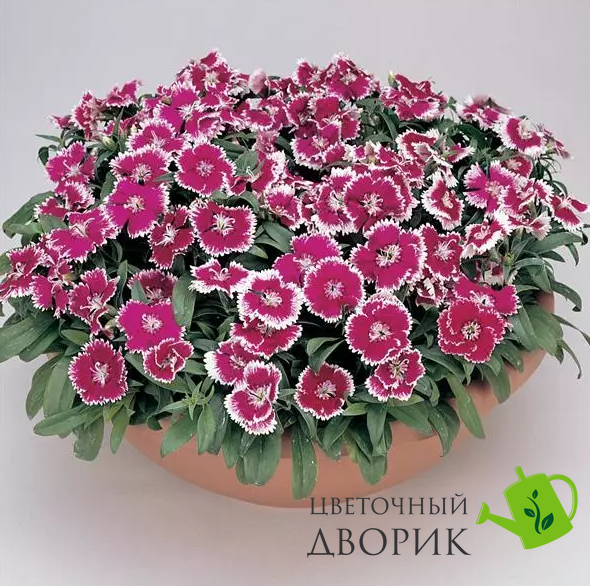 Гвоздика Floral Lace Violet Picotee pro-gvoflolacviopic-1000 фото