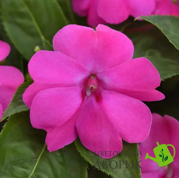 Бальзамин Solarscape XL Pink Jewel SolarscapeXLPinkJewel-5 фото