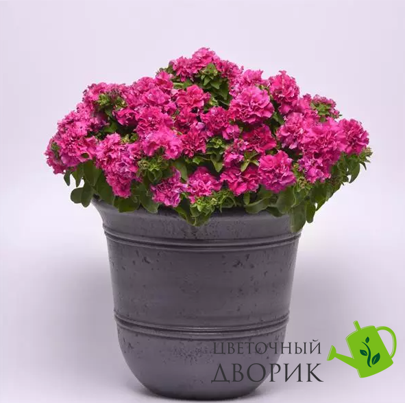 Петунія Double Cascade F1 Pink DoubleCascadePink фото