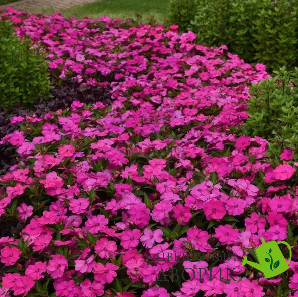 Бальзамин Solarscape XL Pink Jewel SolarscapeXLPinkJewel-5 фото