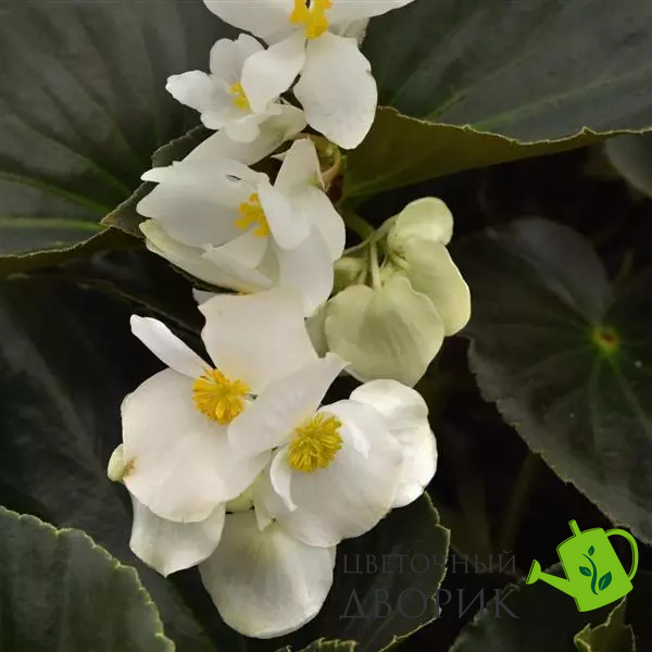 Бегония Dragon Wing F1 White Bronze Leaf New2027 dragonWingWhiteBronzLeaf-5 фото