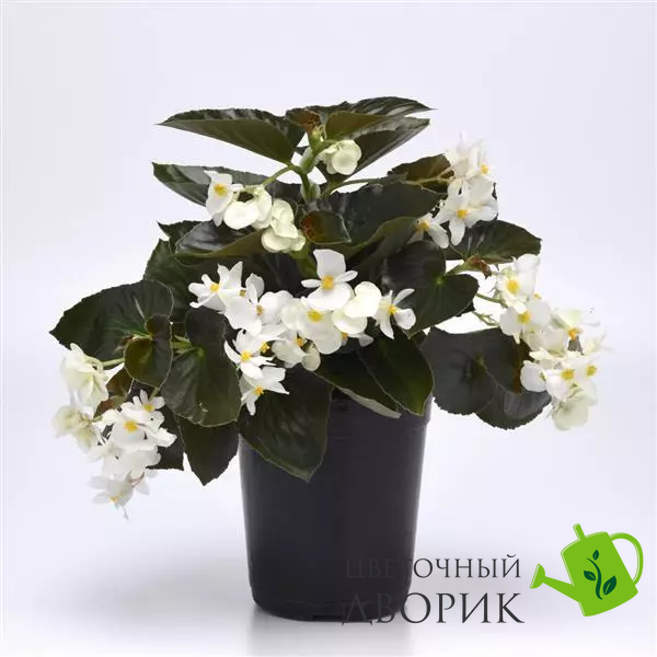 Бегония Dragon Wing F1 White Bronze Leaf New2027 dragonWingWhiteBronzLeaf-5 фото