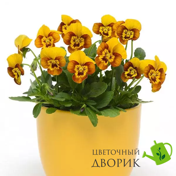 Віола Sorbet XP Honeybee pro-SorbetXPHoneybee-1000 фото