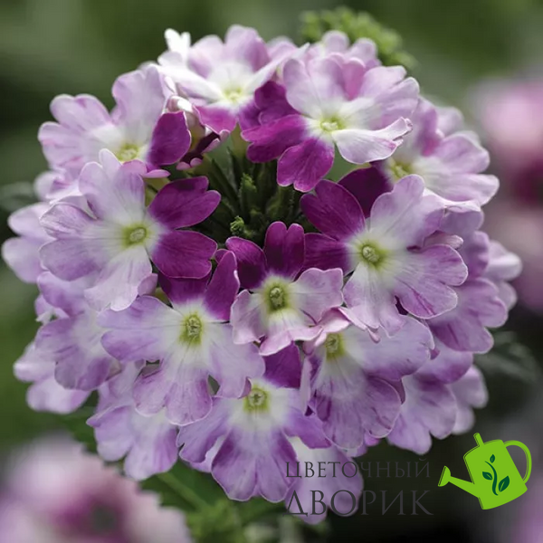 Вербена Obsession Cascade Violet Twister pro-verobscasviotwi-1000 фото