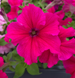 Петунія Falcon F1 Deep Rose  pro-petfaldeerosf1-1000 фото 2