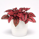 Гипоэстес Splash Select Red SplashSelectRed фото 1