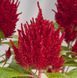 Целозия перистая Glorious Red pro-celperglored-1000 фото 3