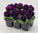 Вiола Inspire Plus F1 Violet pro-InspirePlusViolet-500 фото 3
