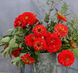 Циннія Benary's Giant Scarlet pro-Benary'sGiantScarlet-500 фото 2