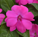 Бальзамин Solarscape XL Pink Jewel SolarscapeXLPinkJewel-5 фото 3