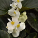 Бегония Dragon Wing F1 White Bronze Leaf New2027 dragonWingWhiteBronzLeaf-5 фото 3