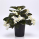 Бегония Dragon Wing F1 White Bronze Leaf New2027 dragonWingWhiteBronzLeaf-5 фото 2