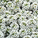 Алиссум Clear Crystal White pro-alisccw-1000s фото 1