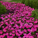 Бальзамин Solarscape XL Pink Jewel SolarscapeXLPinkJewel-5 фото 4