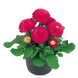 Маргаритка Tasso Deep Rose TassoDeepRose фото 1