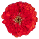 Циннія Benary's Giant Scarlet pro-Benary'sGiantScarlet-500 фото 1