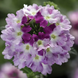 Вербена Obsession Cascade Violet Twister pro-verobscasviotwi-1000 фото 4