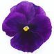 Вiола Inspire Plus F1 Violet pro-InspirePlusViolet-500 фото 1