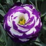 Эустома Croma F1 Blue Picotee imp 3 pro-euscrof1blupicimp3-1000 фото