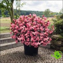 Бегония Big F1 Rose Bronze Leaf pro-begbigf1rosbrolea-500 фото