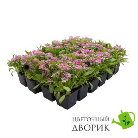 Алиссум Wonderland Pink pro-aliswondp-10000 фото